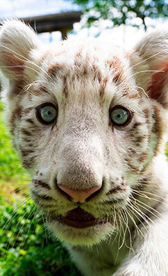 Albino tiger cub very close to the camera.