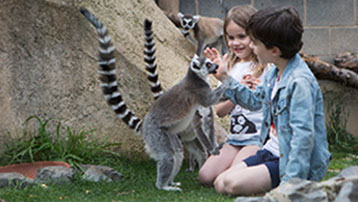 Children playing with lemurs.