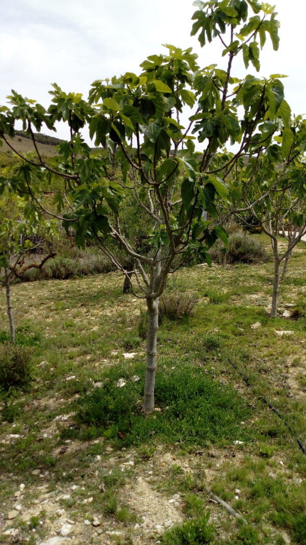 Photo of a Fig Tree.
