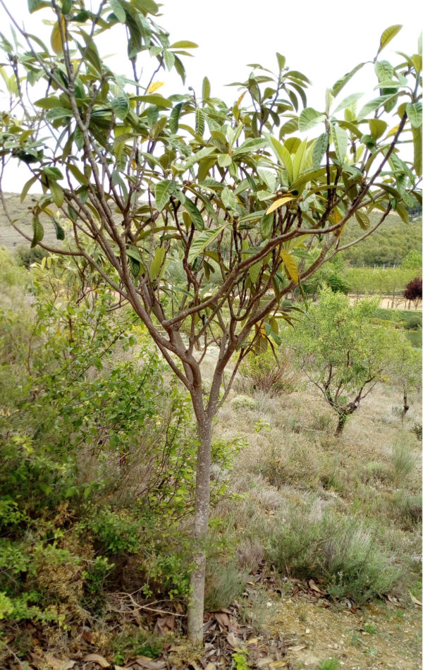 Foto de un árbol de Níspero.