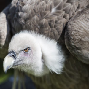 Close-up of a griffon vulture with white down on its neck.