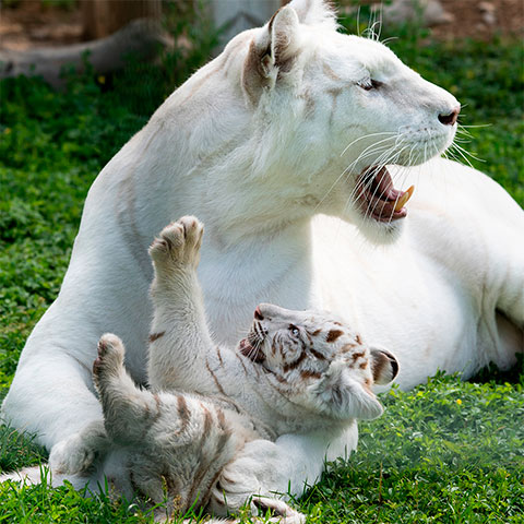 Tigresa albina junto a su cachorro, tumbados en la hierba jugando.