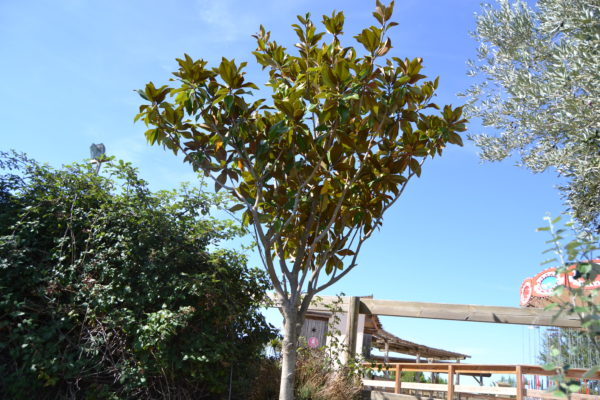Imagen del árbol Magnolio.