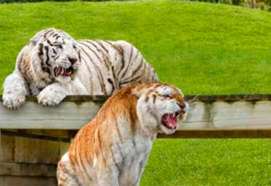 Image of albino tiger and roaring tiger.