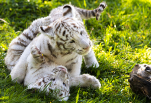 Albino tiger cubs playing in the grass.
